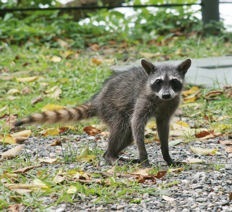 Are raccoons dangerous to humans?