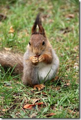 What are some smells that squirrels hate?
