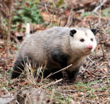 Possum looking for food