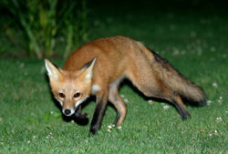 Fox in grass Fox in garden