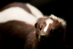 Skunk looking for food Skunk looking for food
