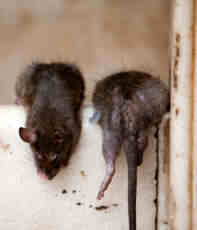 Climbing rats Climbing rats