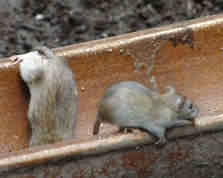 Rats in a Trough