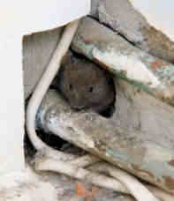 Mouse looking out of hole