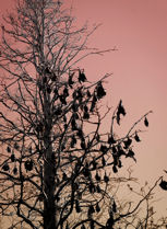 Bats in a tree