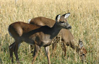 Deer eating grass