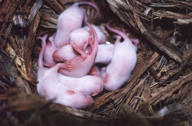 Mouse Nest