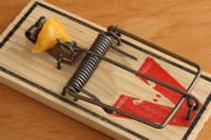 Baited Spring Trap Baited Spring Trap