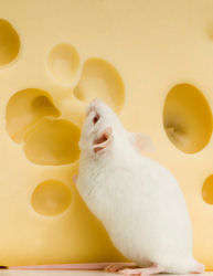 Mouse with cheese Mouse With Food