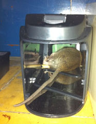 Dead rat caught in the Zapper Dead rat caught in the Zapper