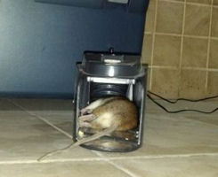 Dead rat Dead rat in zapper