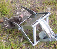 The trap has caught the mole Another picture of the Easy Set device working effectively