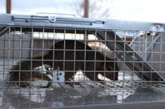 Trapped squirrel unharmed in a Havahart two-door squirrel trap