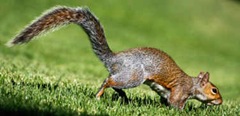 Wild squirrel running away from repellent