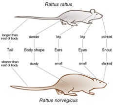 Comparison Black Rat Brown Rat Comparison Black Rat Brown Rat