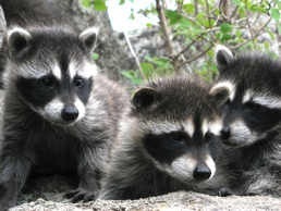 Trio of raccoons