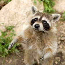 Raccoon standing on hind legs