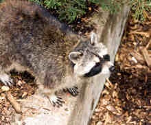 Raccoon on the hunt for food