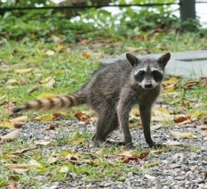 Raccoon in garden Raccoon in garden