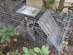 Raccoon trapped in a cage Trapped Raccoon