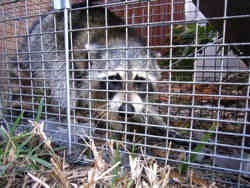 Raccoon trapped in a cage Raccoon trapped in a cage