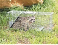 Raccoon in spring trap Raccoon caught in spring trap