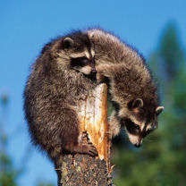 Two raccoons on a post