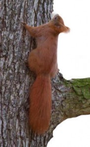 Red Squirrel