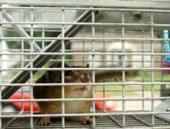 Squirrel looking out of a cage