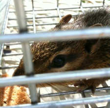 Squirrel in a cage trap