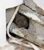 Mouse in a hole Mouse in a hole