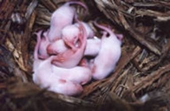 Rodents Nest