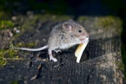 Mouse with food