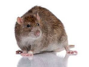 Brown rat Brown rat