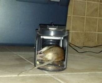 Dead rat in zapper Dead rat in zapper