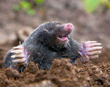 Mole climbing out of tunnel