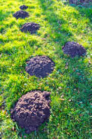 Mole hills in garden Mole Hills