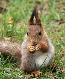 Squirrel eating a nut