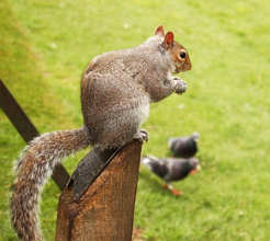 Squirrel sitting on post