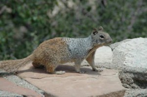 Squirrel on rock