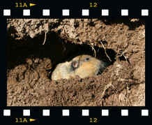 Gopher digging for food