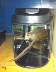 Dead rat caught in a trap Dead rat caught in an electronic trap