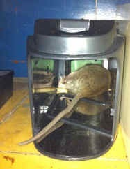 Dead rat caught in an electronic trap