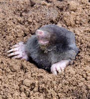 Trapping a mole Learn how to trap moles in your backyard
