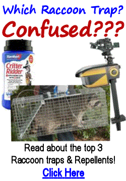 Best Raccoon Repellents & Traps