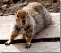 Gopher on table