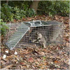 You have to admit, even a trapped raccoon still looks cute