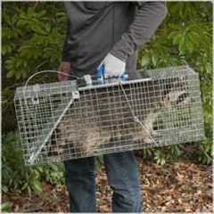 Features of a good Raccoon trap