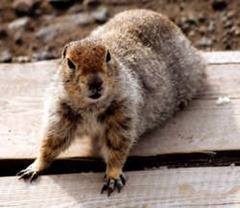 Gopher ready to pounce