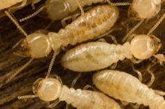 Termites wrecking your home